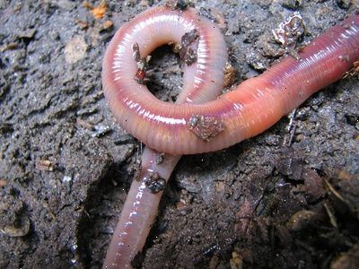 Raising daggmaskar: daggmask information och jordbruk. Hemligheter worm farming.